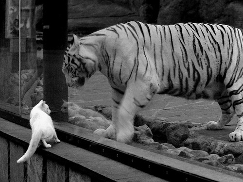 开云APP-墨西哥马术协会推出青少年马术培训计划，培养未来骑手。，墨西哥马拉松运动员