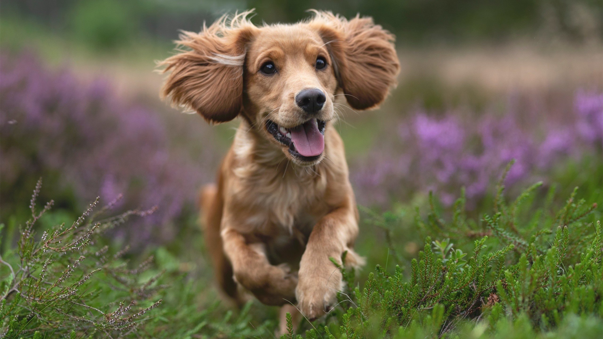 kaiyun体育app-勇士队球员在明星赛中独领风骚，技艺高超，勇士获全明星内线组4巨头