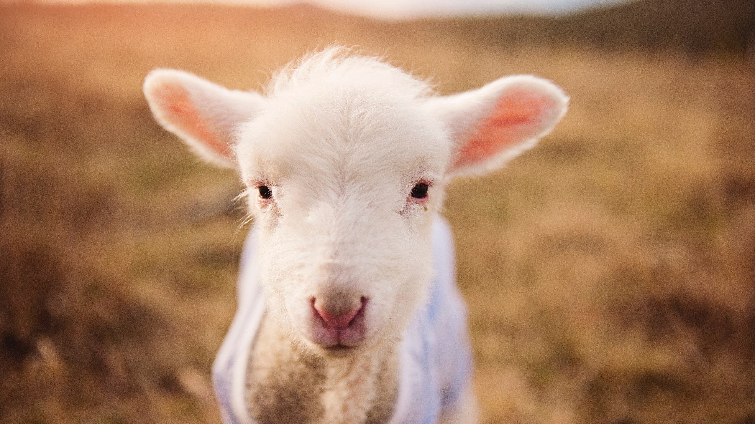 开云体育视频直播-哥伦比亚队主场告负，主帅面临考验，哥伦比亚阵容名单