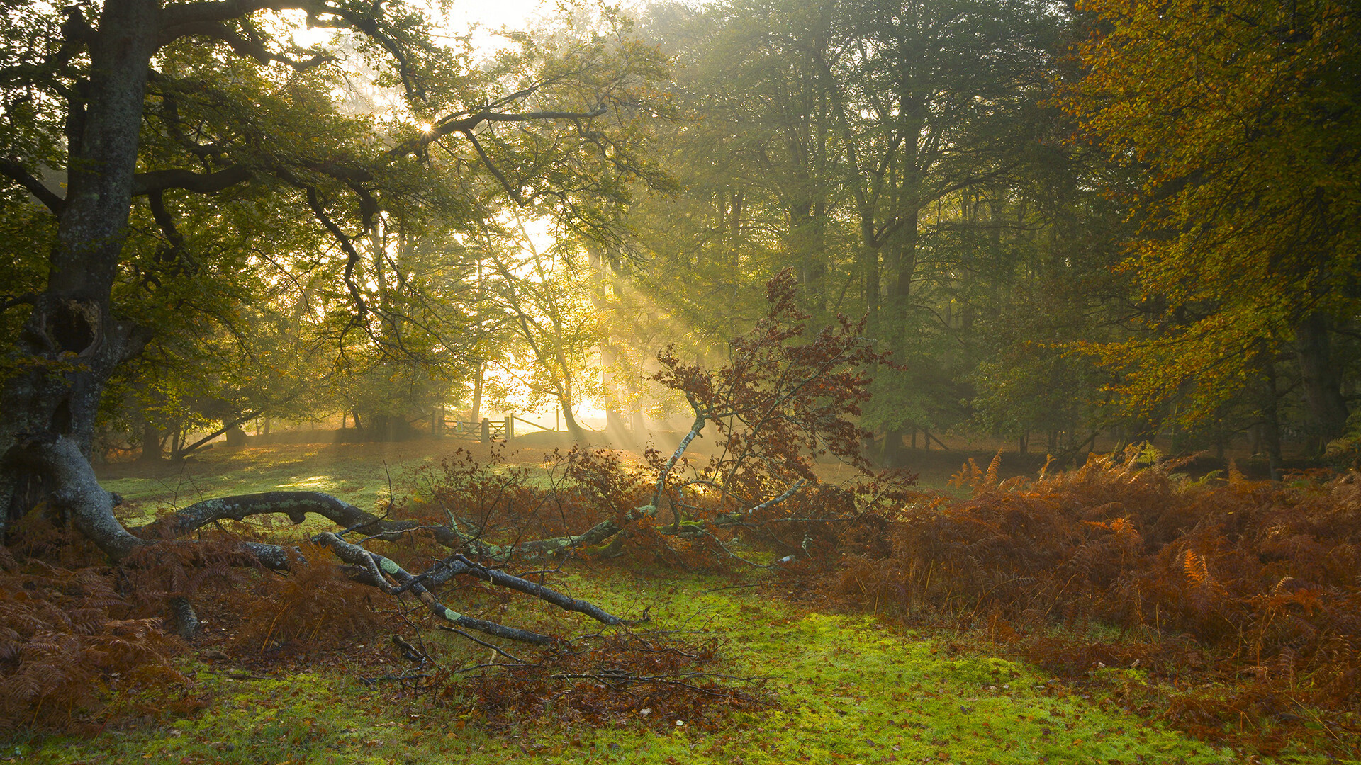 开云体育在线赛事直播-奥地利队肩负重任，努力在欧预赛中展示实力，奥地利队足球