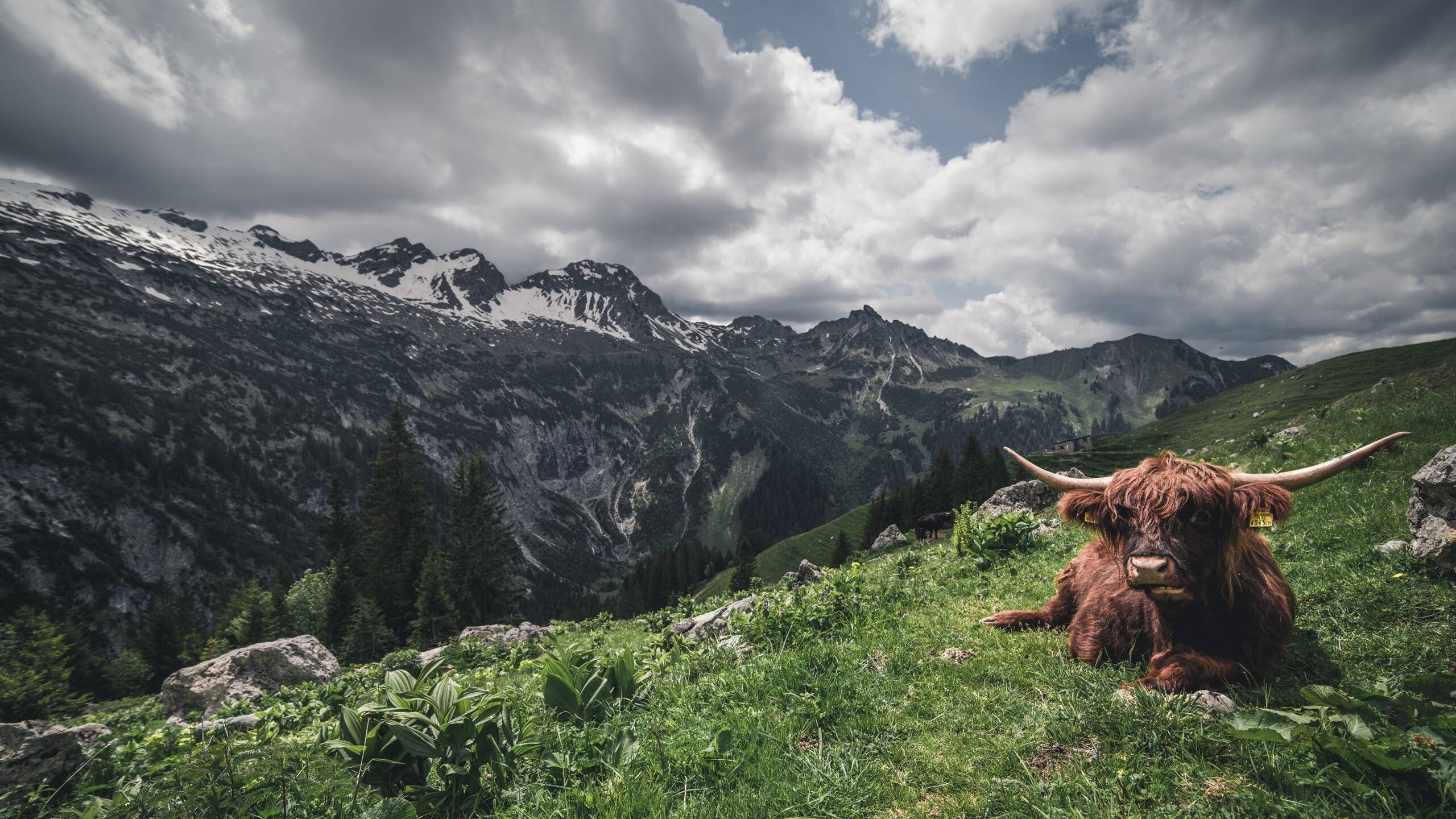 kaiyun体育app-斯旺西主席突然宣布辞职，球队震动，斯旺西是什么意思