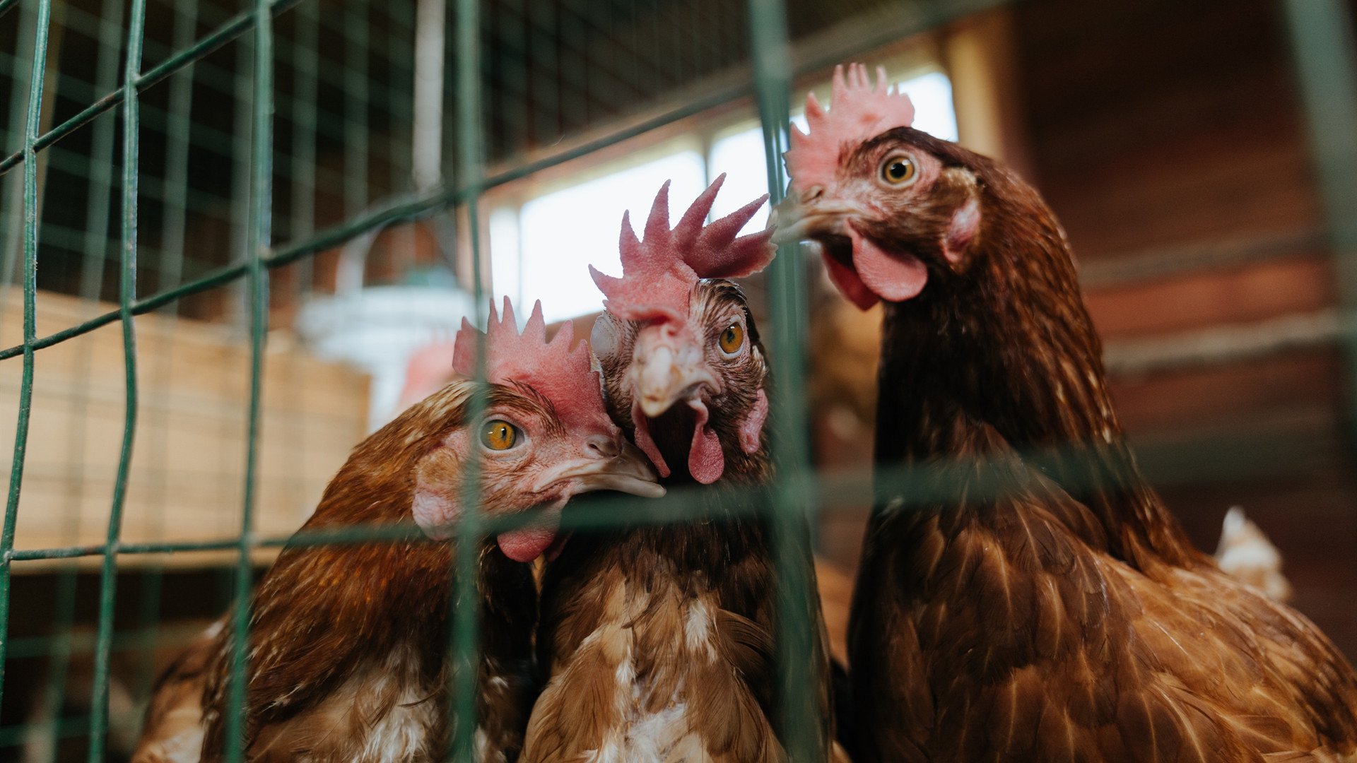 开云·体育官网-球场被雪覆盖？塞内加尔照样打出极限传控！，塞内加尔视频