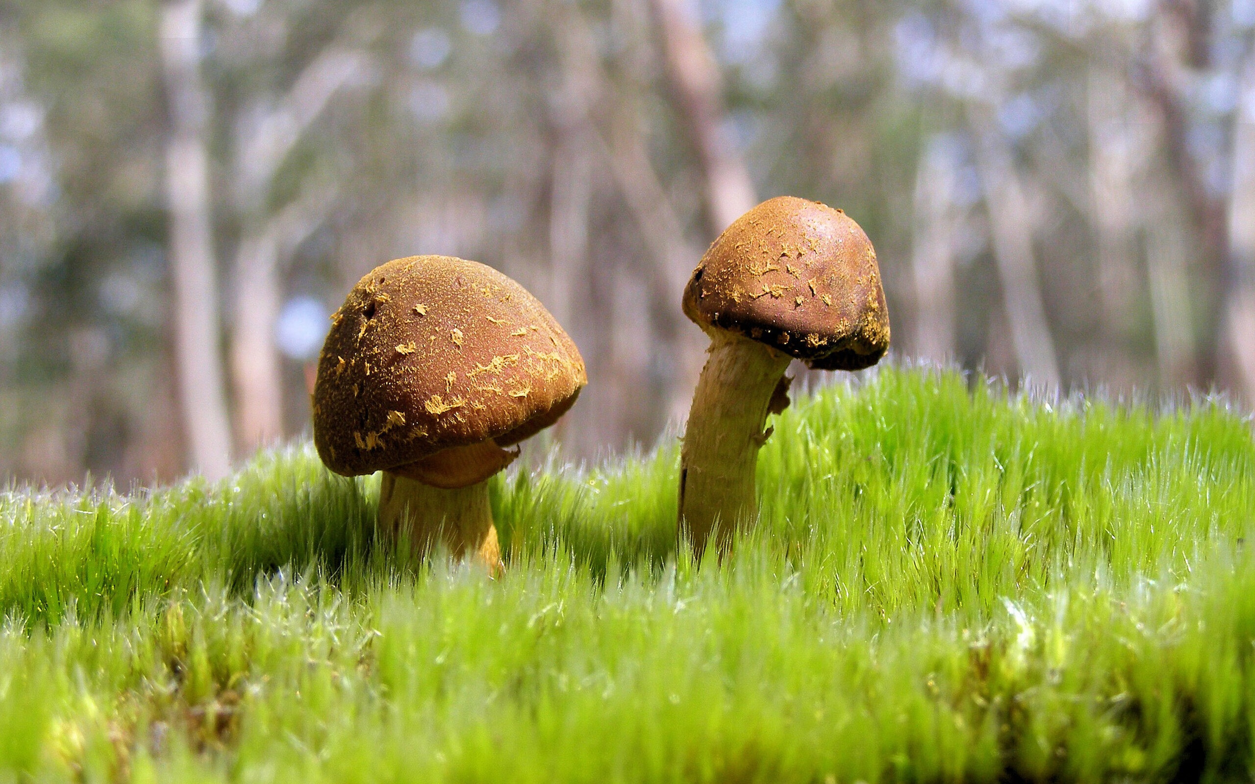 开云·体育官网-瓜达拉哈拉与阿尔希拉尔进行友谊赛，促进交流，瓜达拉哈拉莱昂