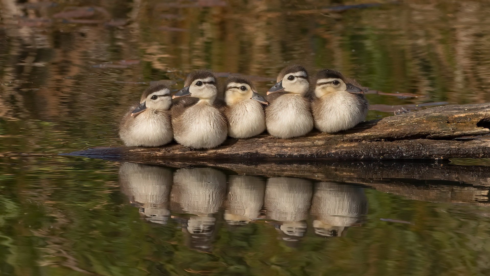 kaiyun-阿拉维斯客场惊险过关，成功逆转比分夺胜，阿拉维斯转会