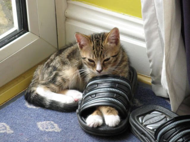 开云体育官方网入口-黑山队大胜，晋级欧洲杯不可限量，黑山u21vs瑞典u21直播