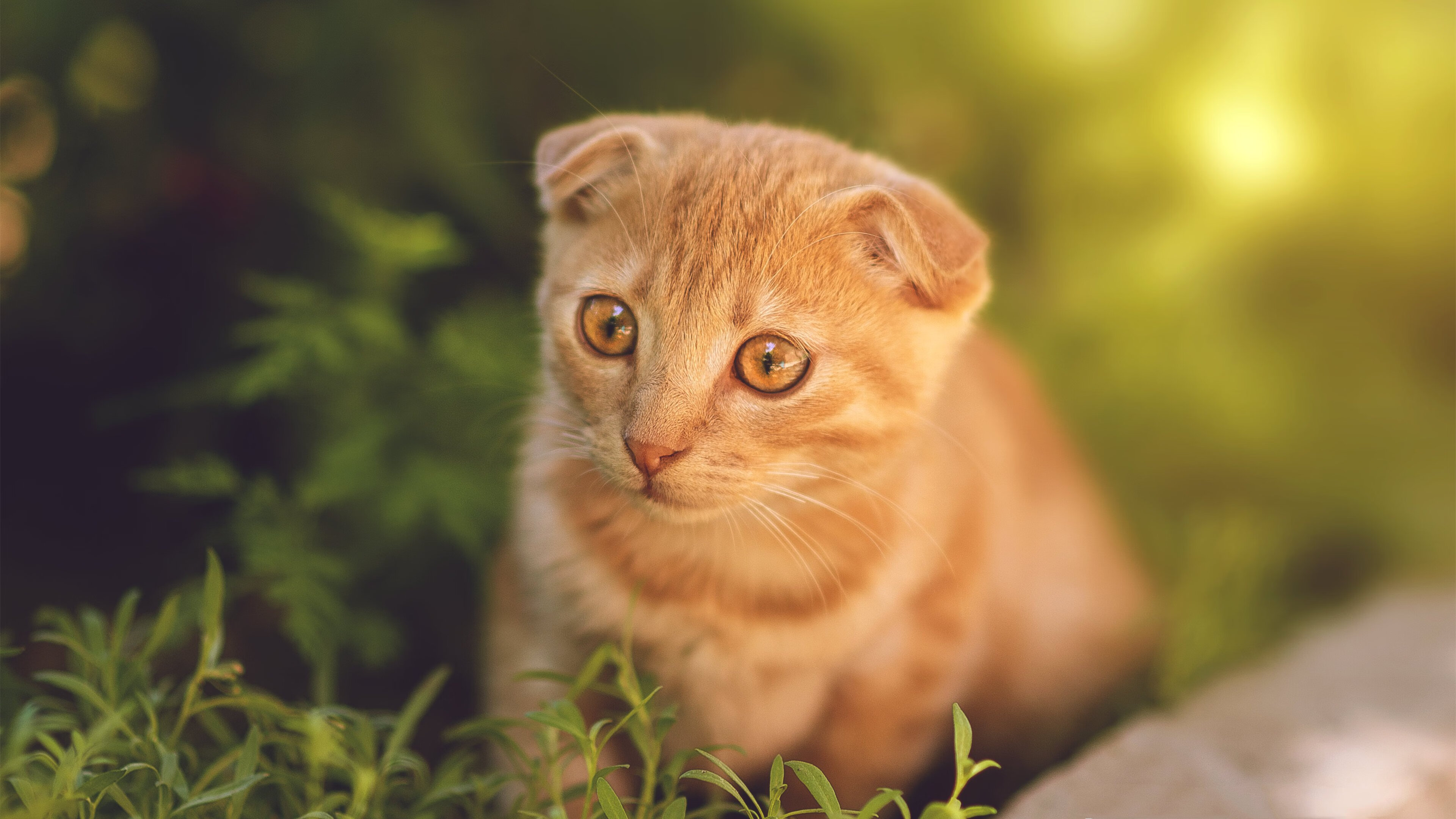 黑山队大胜,晋级欧洲杯不可限量,黑山u21vs瑞典u21直播