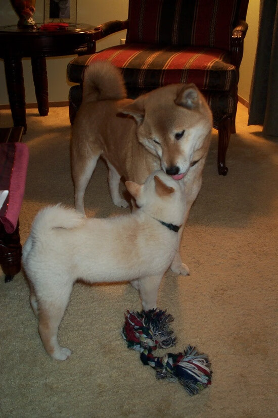 kaiyun-法甲劲旅巴黎圣日耳曼寻求五冠王梦想，法甲巴黎圣日耳曼首发阵容