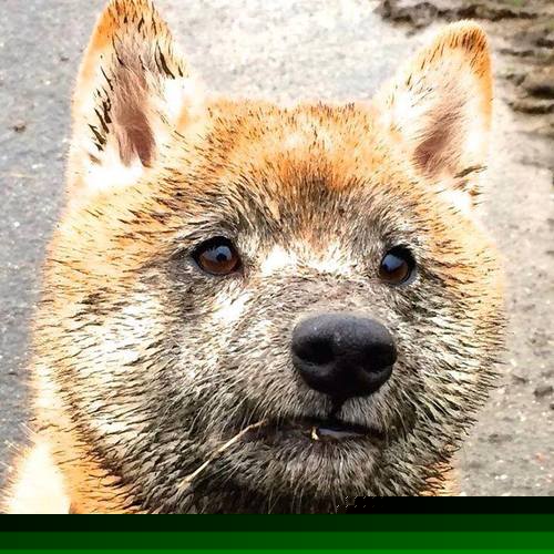 开云体育APP下载-PSG比赛节奏快，海湾者需提高适应能力