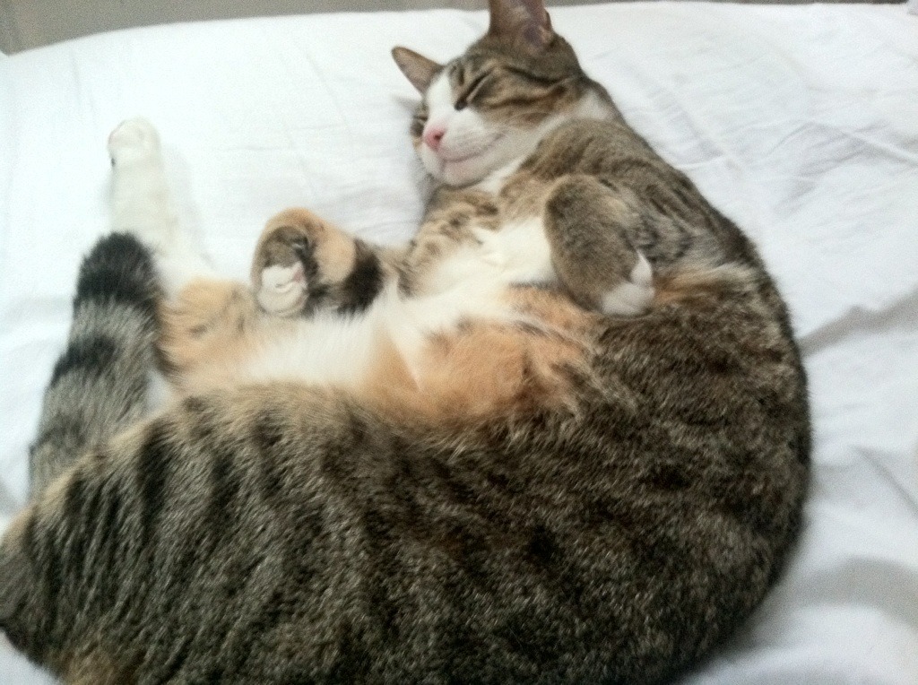 开云网页版登录入口-博塔弗戈频繁犯规，难以控制节奏，博塔弗戈对福塔雷萨