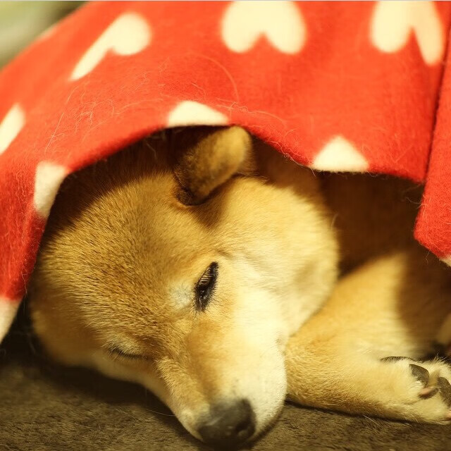 开云下载-波兰队未来发展：通过选手轮换与策略调整增强战术灵活性，波兰队实力如何