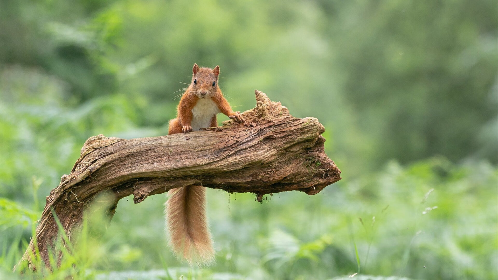 开云下载-乌拉圭队士气高昂，期待在国际舞台再创佳绩