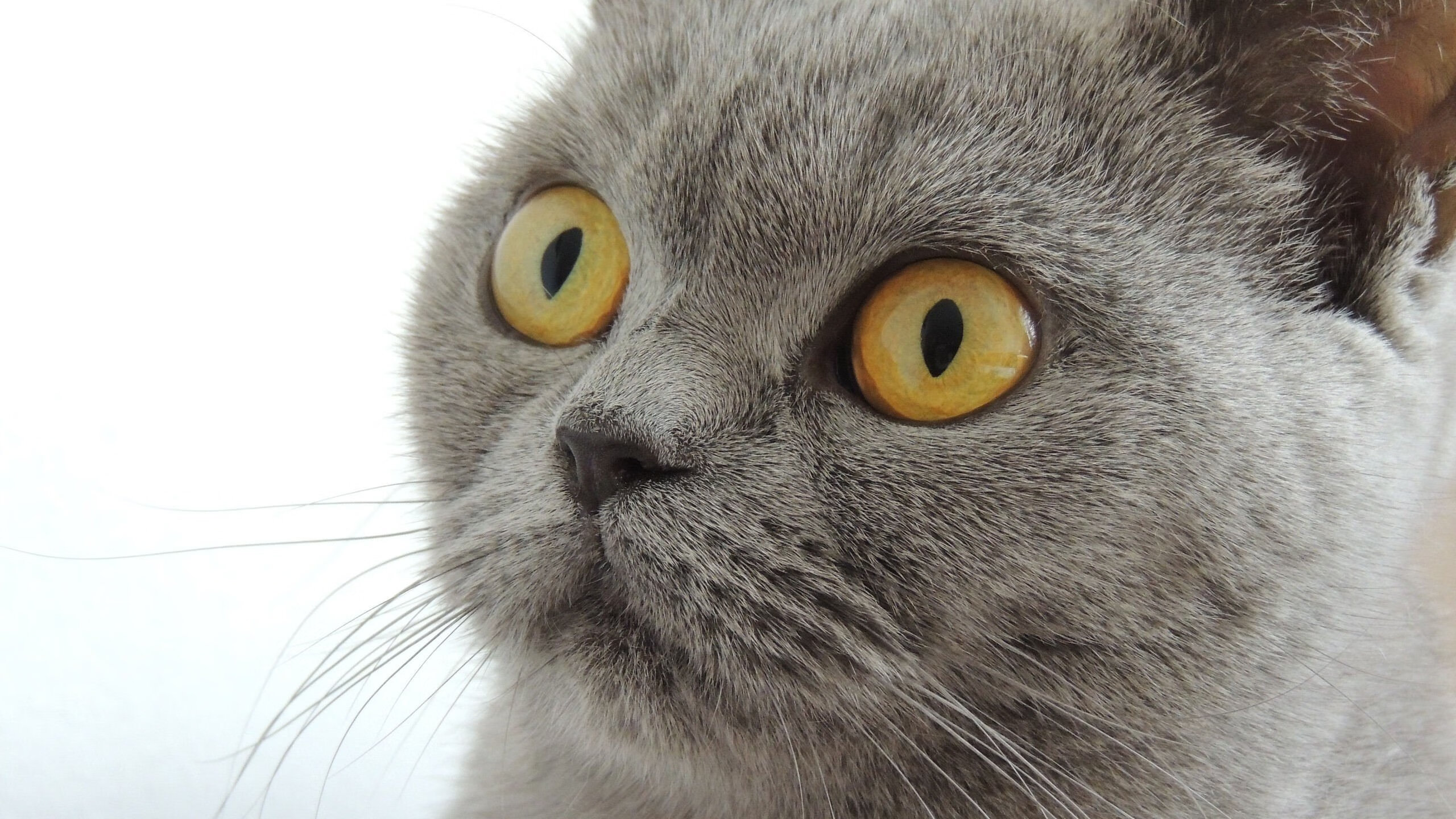 开云体育网页版入口-德甲突破极限：高速攻防，激情无限，德甲晋级