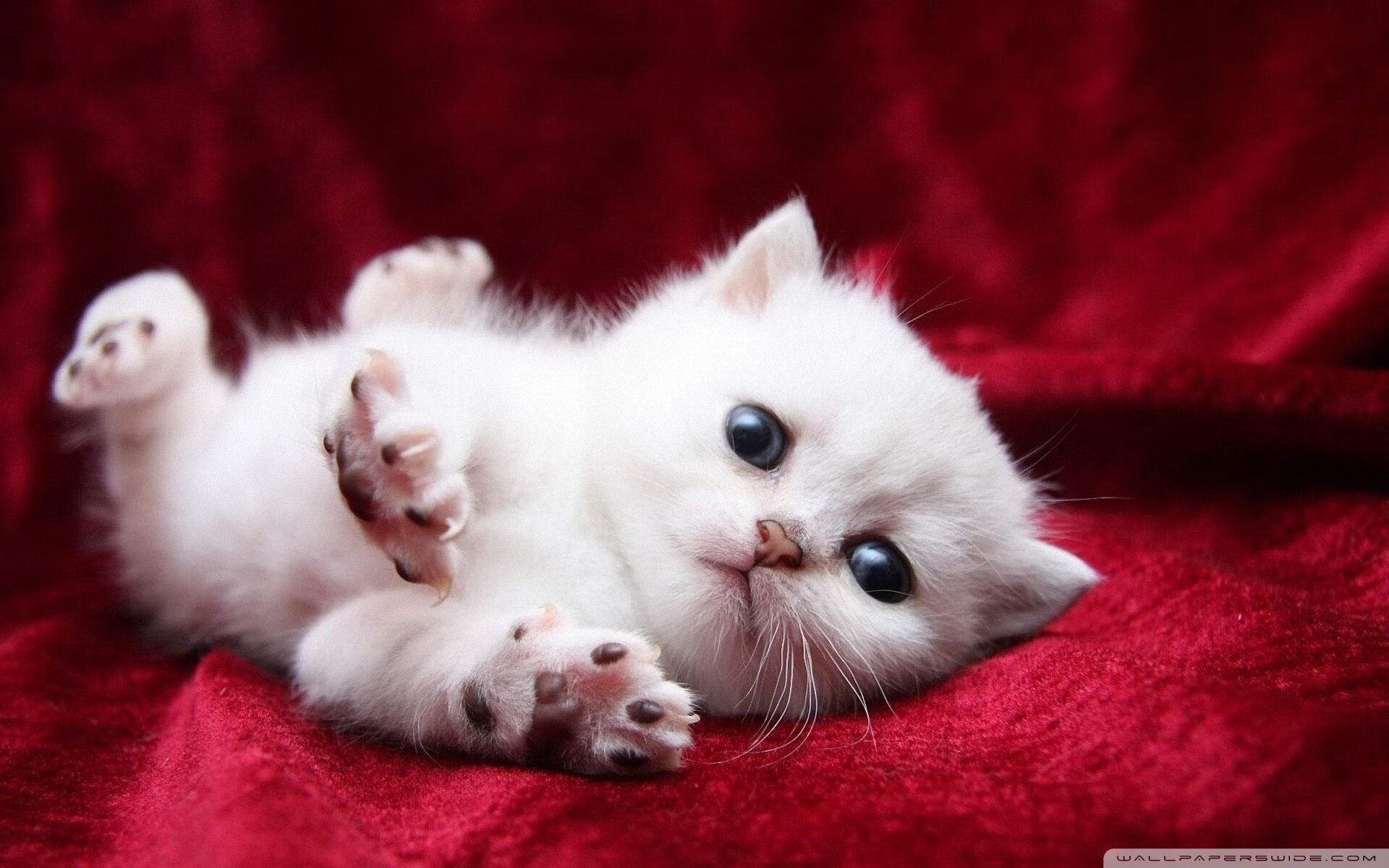 开云网页版登录入口-法甲超级流星：每一次破门都堪称经典，法甲超级流星_每一次破门都堪称经典吗