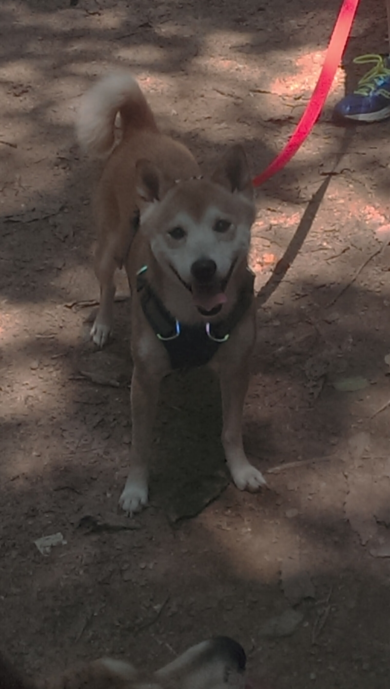 kaiyun开云·官方网站-米兰双雄奋勇拼搏，争夺意甲冠军